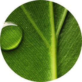 Aloe-Vera-Panthenol
