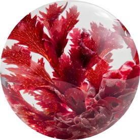Axtaxanthin