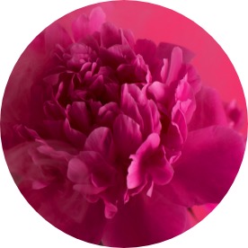 Damask-Rose