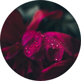 Plant-Collagen